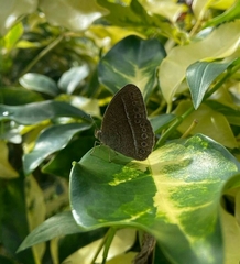 Mycalesis janardana