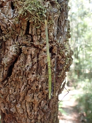 Candovia annulata