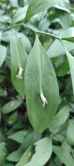 Ruscus