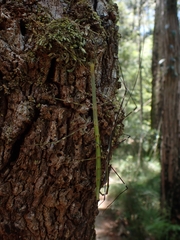 Candovia annulata
