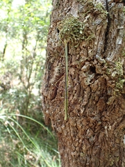 Candovia annulata