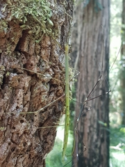 Candovia annulata