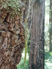 Candovia annulata