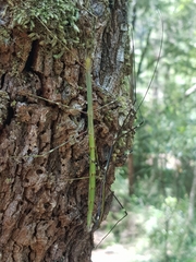 Candovia annulata