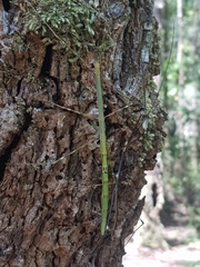 Candovia annulata