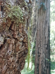 Candovia annulata