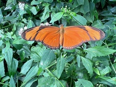 Dryas iulia moderata