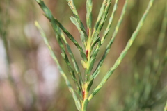 Struthiola myrsinites