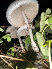 Macrolepiota dolichaula