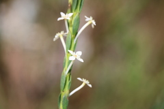 Struthiola myrsinites