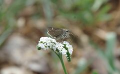 Torbenlarsenia gemella