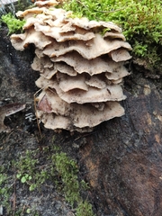 Merulius tremellosus
