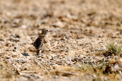Chersomanes albofasciata