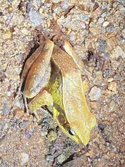 Humerana miopus