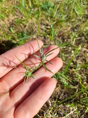 Eryngium echinatum