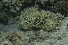 Hydrolithon gardineri