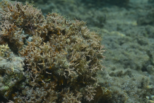 Porolithon gardineri