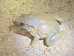 Limnonectes blythii