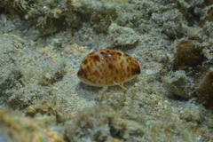Lyncina lynx