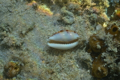 Lyncina lynx