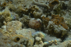 Lyncina lynx