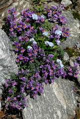 Linaria alpina alpina