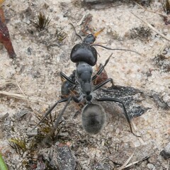 Camponotus suffusus