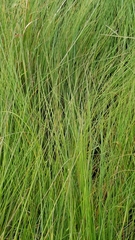 Sporobolus pumilus