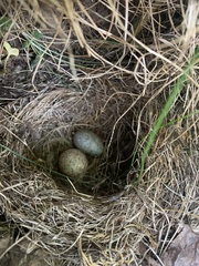Zonotrichia capensis chilensis