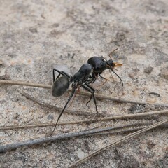 Camponotus suffusus
