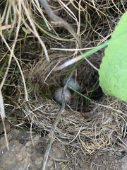 Zonotrichia capensis chilensis