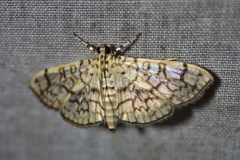Haritalodes derogata