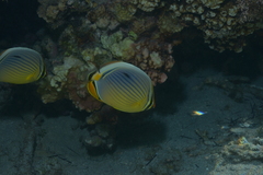 Chaetodon trifasciatus