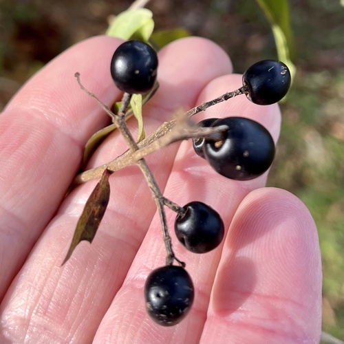 European privet (Ligustrum vulgare)
