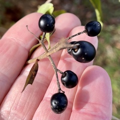 Ligustrum vulgare