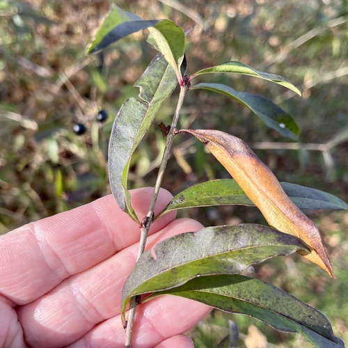 Ligustrum vulgare