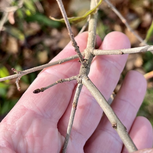 Ligustrum vulgare