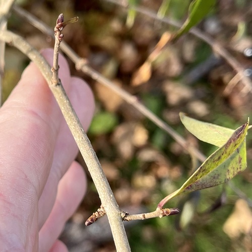 Ligustrum vulgare