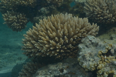 Acropora tenuis