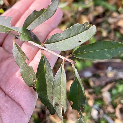 Ligustrum vulgare