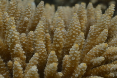Acropora tenuis