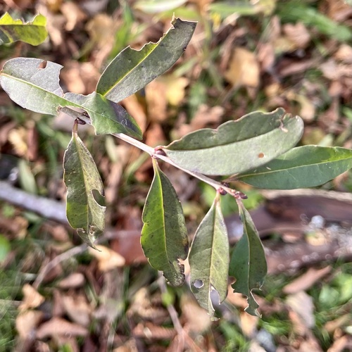 Ligustrum vulgare