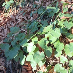 Epimedium pinnatum