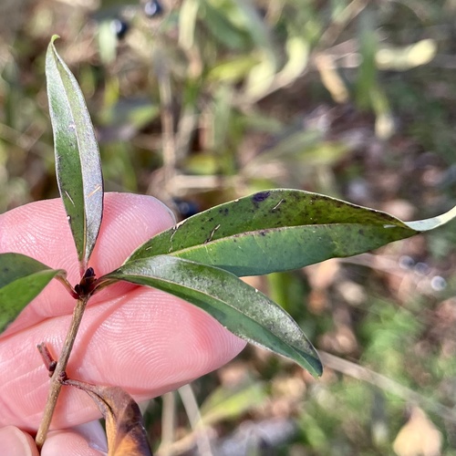 Ligustrum vulgare