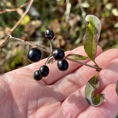 Ligustrum vulgare