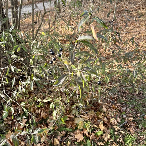 Ligustrum vulgare