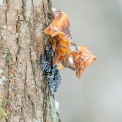 Badhamia utricularis