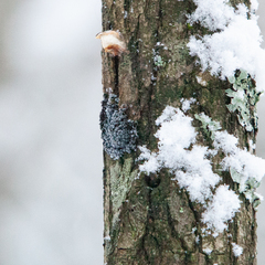 Badhamia utricularis