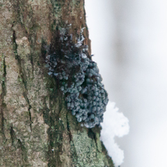 Badhamia utricularis