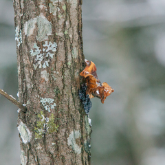 Badhamia utricularis